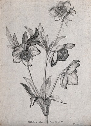 view A Christmas rose or black hellebore (Helleborus niger): flowering stem. Etching by N. Robert, c. 1660, after himself.