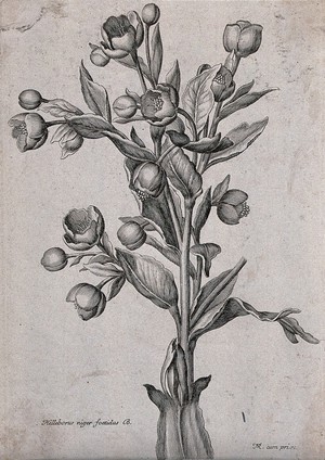 view Stinking hellebore (Helleborus foetidus): flowering stem. Etching by N. Robert, c. 1660, after himself.