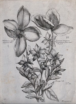 view A Christmas rose (Helleborus niger), a poppy (Papaver species) and borage (Borago officinalis): flowering stems. Etching by N. Robert, c. 1660, after himself.