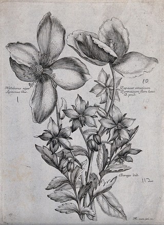 A Christmas rose (Helleborus niger), a poppy (Papaver species) and borage (Borago officinalis): flowering stems. Etching by N. Robert, c. 1660, after himself.