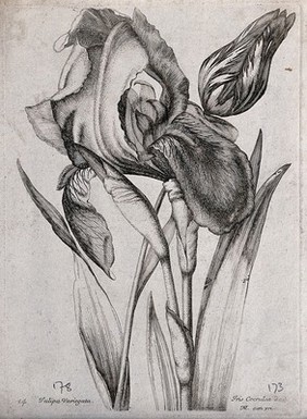 A variegated tulip (Tulipa species) and blue flag iris (Iris versicolor): flowering stems. Etching by N. Robert, c. 1660, after himself.