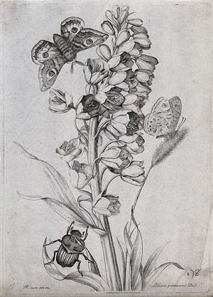 view A lily (Lilium persicum): flowering stem with butterfly, moth and beetle. Etching by N. Robert, c. 1660, after himself.