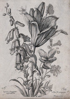 view A foxglove (Digitalis purpurea) and orange lily (Lilium bulbiferum): flowering stems with butterfly and other insect. Etching by N. Robert, c. 1660, after himself.