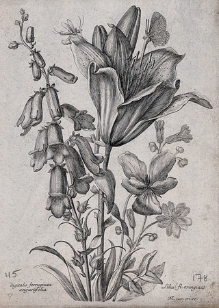 A foxglove (Digitalis purpurea) and orange lily (Lilium bulbiferum): flowering stems with butterfly and other insect. Etching by N. Robert, c. 1660, after himself.