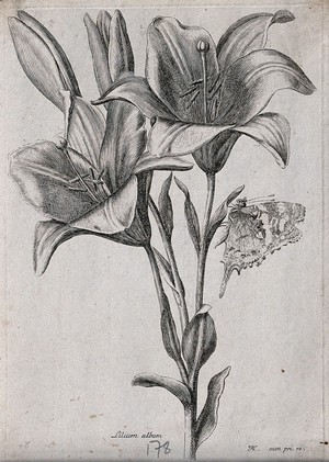 view A lily (Lilium album): flowering stem with a butterfly. Etching by N. Robert, c. 1660, after himself.