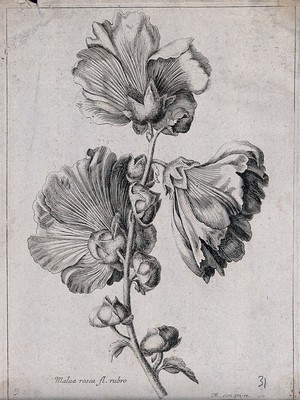 view A mallow plant (Malva species): flowering stem. Etching by N. Robert, c. 1660, after himself.