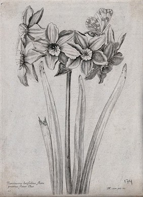 A daffodil (Narcissus species): flowering stem with a butterfly. Etching by N. Robert, c. 1660, after himself.