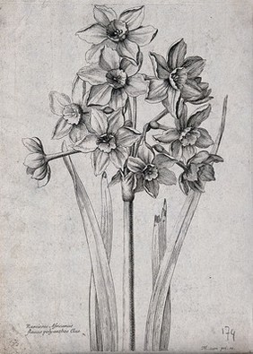 A daffodil (Narcissus species): flowering stem. Etching by N. Robert, c. 1660, after himself.