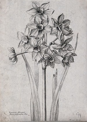 view A daffodil (Narcissus species): flowering stem. Etching by N. Robert, c. 1660, after himself.