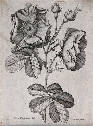 view A rose (Rosa species): flowering stem. Etching by N. Robert, c. 1660, after himself.
