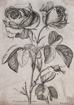 A rose (Rosa species): flowering stem. Etching by N. Robert, c. 1660, after himself.