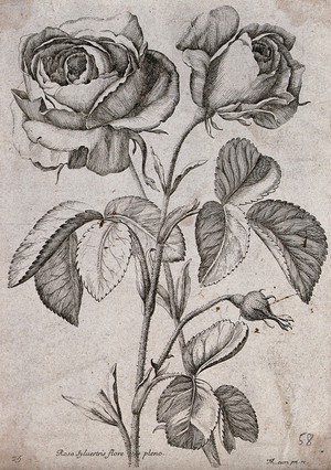 view A rose (Rosa species): flowering stem. Etching by N. Robert, c. 1660, after himself.