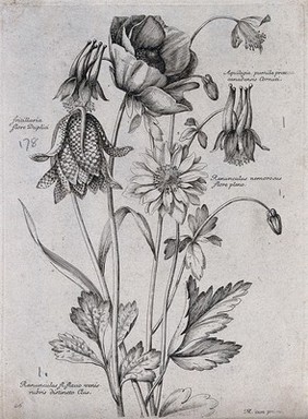Four plants, including a fritillary (Fritillaria) and a wood buttercup (Ranunculus nemorosus): flowering stems. Etching by N. Robert, c. 1660, after himself.