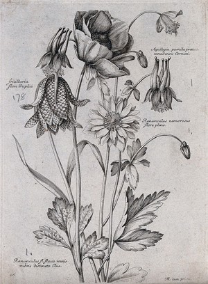 view Four plants, including a fritillary (Fritillaria) and a wood buttercup (Ranunculus nemorosus): flowering stems. Etching by N. Robert, c. 1660, after himself.