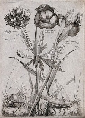 Three plants, including a cornflower (Centaurea cyanus) and an iris: flowering stems with two grasshoppers. Etching by N. Robert, c. 1660, after himself.