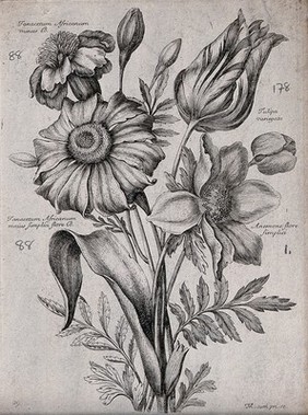 Four plants, including feverfew (Tanacetum species) and a tulip (Tulipa variegata): flowering stems. Etching by N. Robert, c. 1660, after himself.