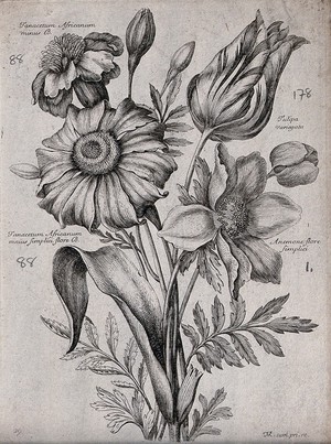 view Four plants, including feverfew (Tanacetum species) and a tulip (Tulipa variegata): flowering stems. Etching by N. Robert, c. 1660, after himself.