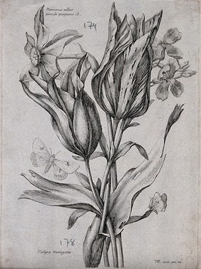 A daffodil (Narcissus species) and tulip (Tulipa species): flowering stems with two butterflies. Etching by N. Robert, c. 1660, after himself.