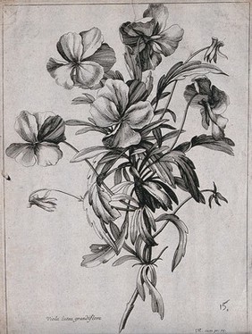 A violet (Viola lutea): flowering stem. Etching by N. Robert, c. 1660, after himself.