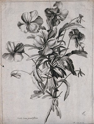 view A violet (Viola lutea): flowering stem. Etching by N. Robert, c. 1660, after himself.