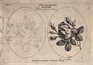 view A provence rose: two flowering stems, one in outline only. Etching, c. 1787.