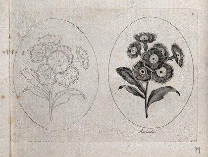 An Auricula plant: two flowering stems, one in outline only. Etching, c. 1787.