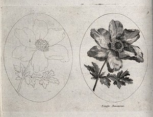 view An Anemone plant: two flowering stems, one in outline only. Etching, c. 1787.