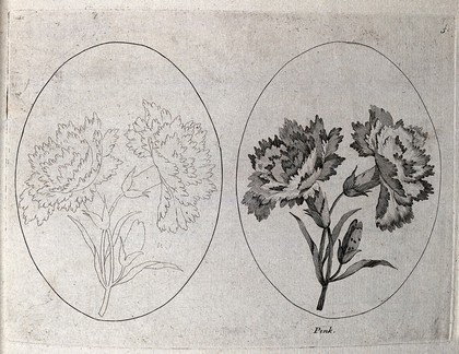 A pink (Dianthus species): two flowering stems, one in outline only. Etching, c. 1787.