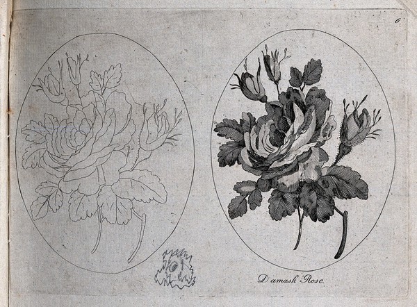 A damask rose (Rosa damascena): two flowering stems, one in outline only. Etching, c. 1787.