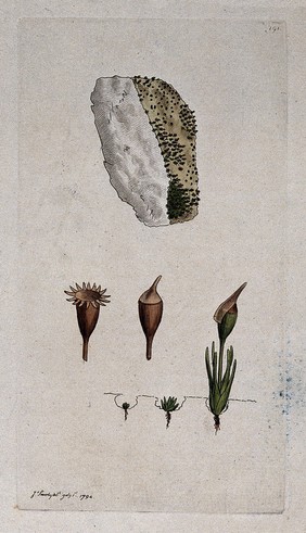 A moss (Bryum calcareum): single plants showing the growth cycle and a patch of moss on stone. Coloured engraving after J. Sowerby, 1794.