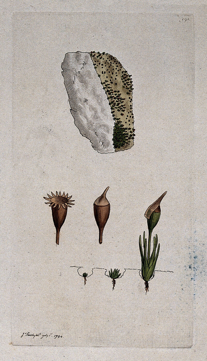 A moss (Bryum calcareum): single plants showing the growth cycle and a patch of moss on stone. Coloured engraving after J. Sowerby, 1794., [1794], by James Sowerby