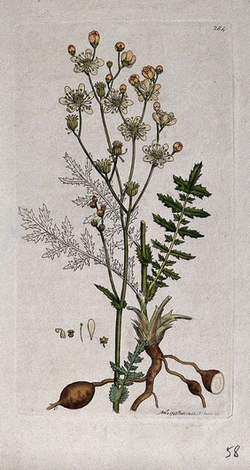 Dropwort (Filipendula vulgaris): flowering stem, leaves, roots and floral segments. Coloured engraving after J. Sowerby, 1795.