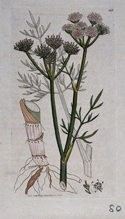 Water dropwort (Oenanthe peucedanifolia): flowering stem, leaves, roots and floral segments. Coloured engraving after J. Sowerby, 1796.