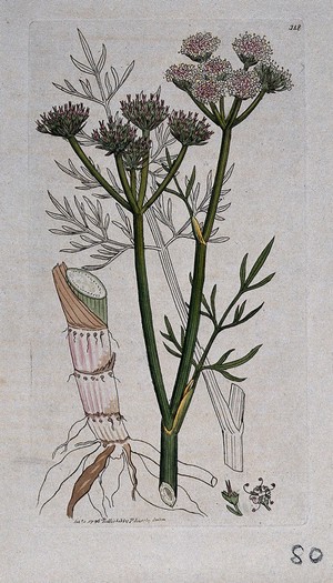 view Water dropwort (Oenanthe peucedanifolia): flowering stem, leaves, roots and floral segments. Coloured engraving after J. Sowerby, 1796.