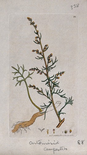 Mugwort (Artemisia campestris): flowering stem, leaves, roots and floral segments. Coloured engraving after J. Sowerby, 1796.