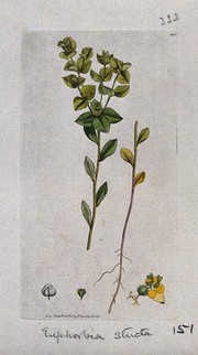 A spurge (Euphorbia stricta): flowering stem, leaves, roots and floral segments. Coloured engraving after J. Sowerby, 1796.