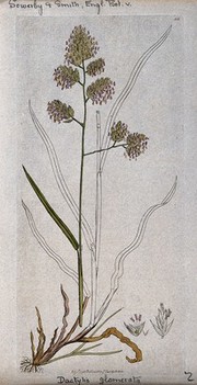 Cock's-foot grass (Dactylis glomerata): flowering stem, leaves, roots and floral segments. Coloured engraving after J. Sowerby, 1796.