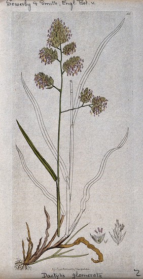 Cock's-foot grass (Dactylis glomerata): flowering stem, leaves, roots and floral segments. Coloured engraving after J. Sowerby, 1796.