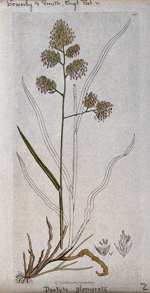 view Cock's-foot grass (Dactylis glomerata): flowering stem, leaves, roots and floral segments. Coloured engraving after J. Sowerby, 1796.