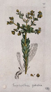 A spurge (Euphorbia species): flowering stem, leaves, roots and floral segments. Coloured engraving after J. Sowerby, 1794.