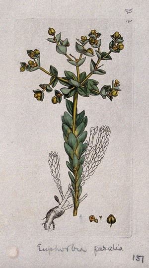 view A spurge (Euphorbia species): flowering stem, leaves, roots and floral segments. Coloured engraving after J. Sowerby, 1794.