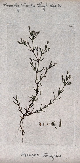 Sandwort (Arenaria tenuifolia): entire flowering plant and floral segments. Coloured engraving after J. Sowerby, 1794.