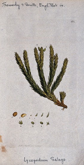 A clubmoss (Lycopodium selago): fertile leafy stem and segments of sporangia. Coloured engraving after J. Sowerby, 1795.