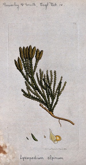 view A clubmoss (Lycopodium alpinum): fertile leafy stem and segments of sporangia. Coloured engraving after J. Sowerby, 1795.