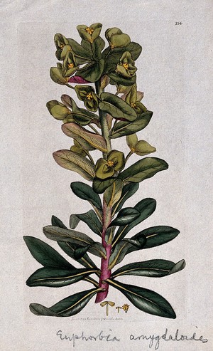 view Wood spurge (Euphorbia amygdaloides): flowering stem and floral segments. Coloured engraving after J. Sowerby, 1795.