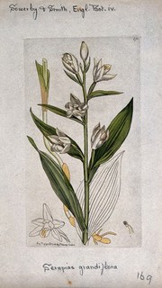 White helleborine (Cephalanthera damasonium): flowering stem and floral segments. Coloured engraving after J. Sowerby, 1795.