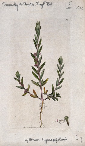 A plant (Lythrum hyssopifolia): entire flowering plant and floral segments. Coloured engraving after J. Sowerby, 1795.