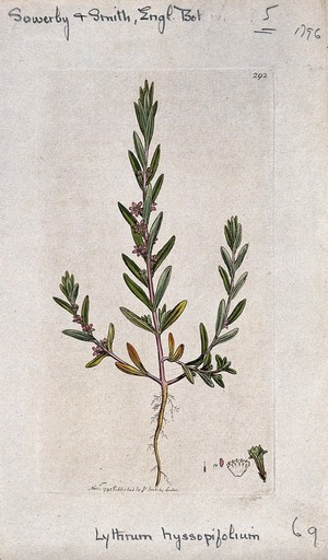 view A plant (Lythrum hyssopifolia): entire flowering plant and floral segments. Coloured engraving after J. Sowerby, 1795.