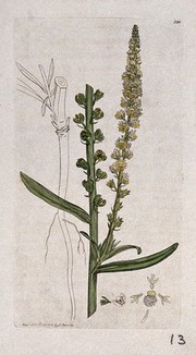 Dyer's rocket (Reseda luteola): flowering stem, root and floral segments. Coloured engraving after J. Sowerby, 1796.