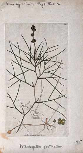 Fennel-leaved pondweed (Potamogeton pectinatus): flowering stem, root and floral segments. Coloured engraving after J. Sowerby, 1795.